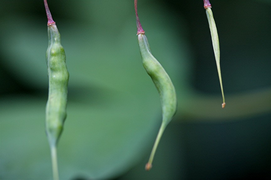 how long for wild bleeding hearts seeds to flower